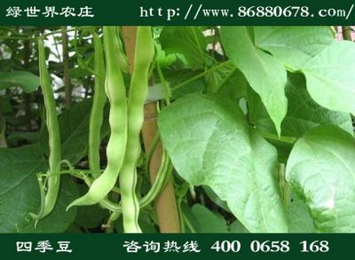 有机蔬菜