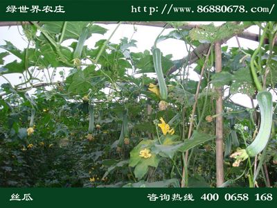 有机蔬菜